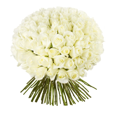 Роскошный букет из 101 белой розы – воплощение бесконечной любви Алатырь Чувашская Республика Роскошный букет из 101 белой розы – воплощение бесконечной любви Алатырь Чувашская Республика
