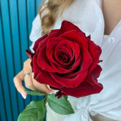 Комплимент из красной эквадорской розы – минимализм роскоши Алатырь Чувашская Республика Комплимент из красной эквадорской розы – минимализм роскоши Алатырь Чувашская Республика