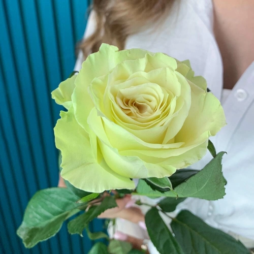 Комплимент из белой эквадорской розы – элегантность в каждом лепестке Алатырь Чувашская Республика Комплимент из белой эквадорской розы – элегантность в каждом лепестке Алатырь Чувашская Республика