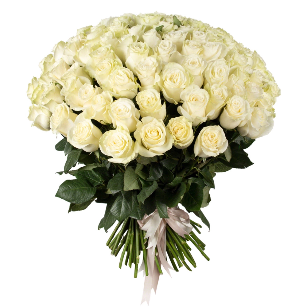 Букет из 101 белой розы Букет из 101 белой розы
