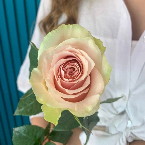 Комплимент из розовой эквадорской розы – минимализм роскоши Алатырь Чувашская Республика Комплимент из розовой эквадорской розы – минимализм роскоши Алатырь Чувашская Республика